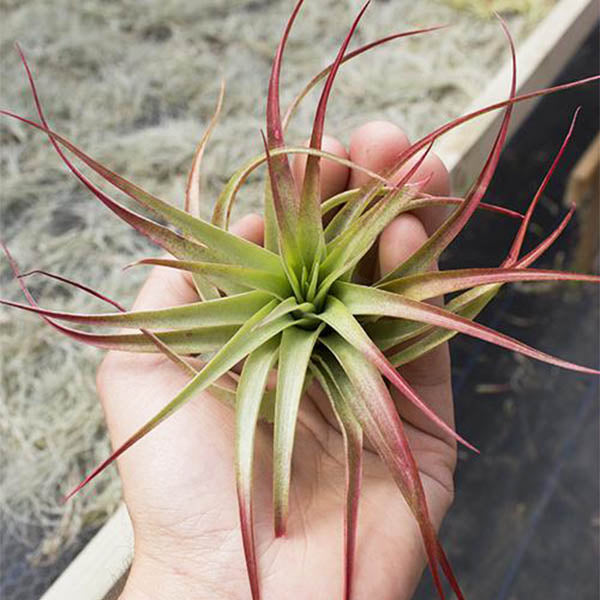 Air Plants- Brachycaulos
