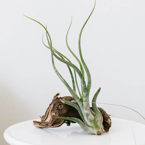 medusa air plant Air Plants- Caput Medusae