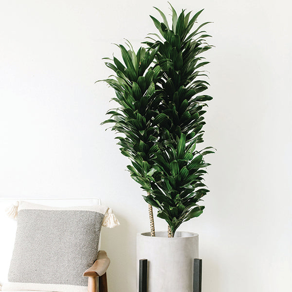 dracaena compacta janet craig Janet Craig Dracaena-Dracaena compacta 'Janet Craig'