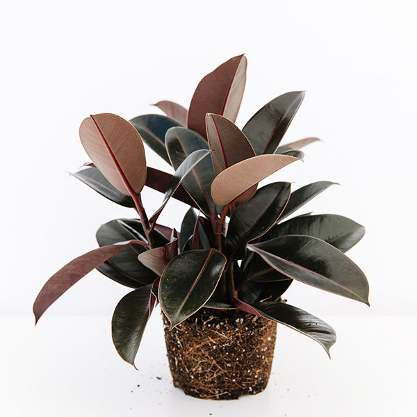 rubber money plant Rubber Plant-Ficus elastica