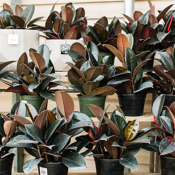 ficus elastica indoor plant Rubber Plant-Ficus elastica