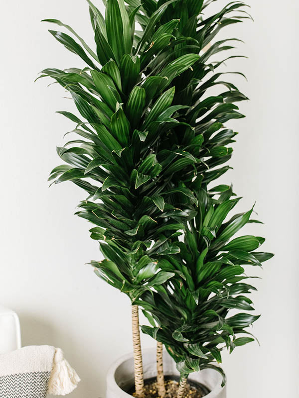 dracaena compacta outdoors Janet Craig Dracaena-Dracaena compacta 'Janet Craig'