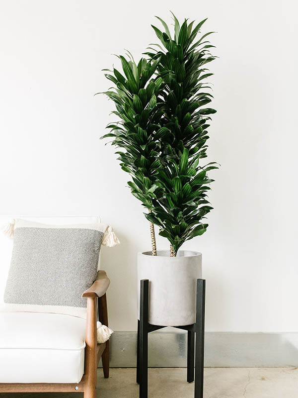 Janet Craig Dracaena-Dracaena compacta 'Janet Craig'