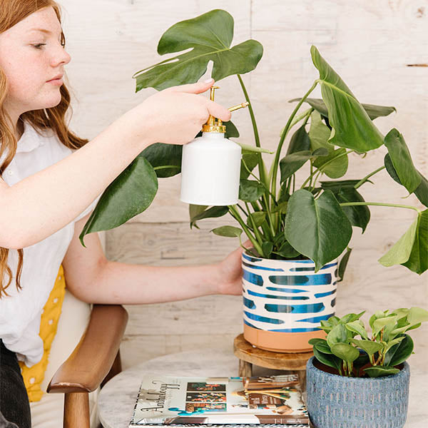 pots for swiss cheese plant Swiss Cheese Plant-Monstera deliciosa