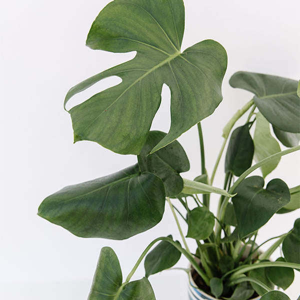 Swiss Cheese Plant-Monstera deliciosa - Freckle Farm