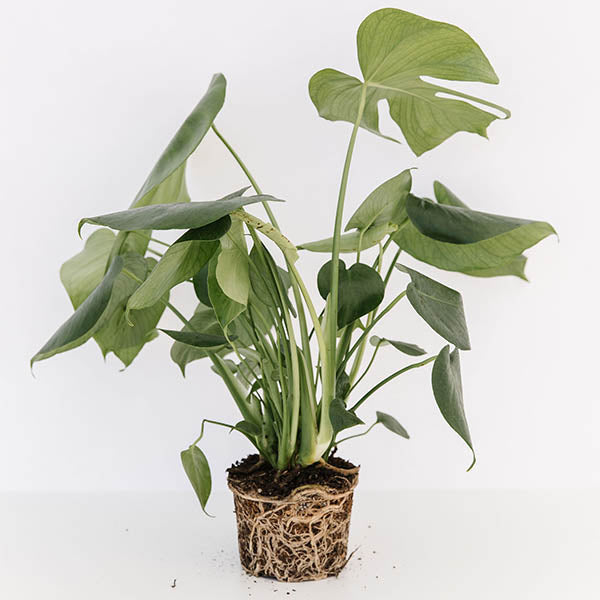 swiss cheese plant long stem Swiss Cheese Plant-Monstera deliciosa