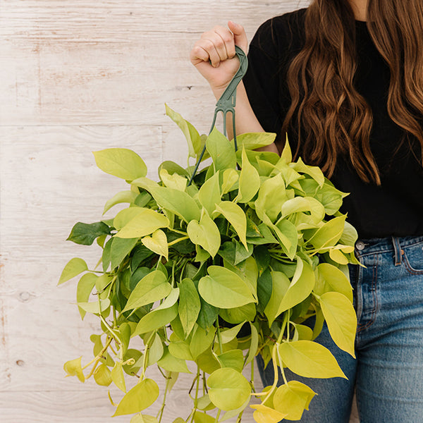 pothos yellow Pothos 'Neon'-Epipremnum aureum