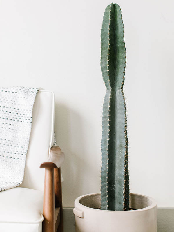 cereus peruvianus cactus