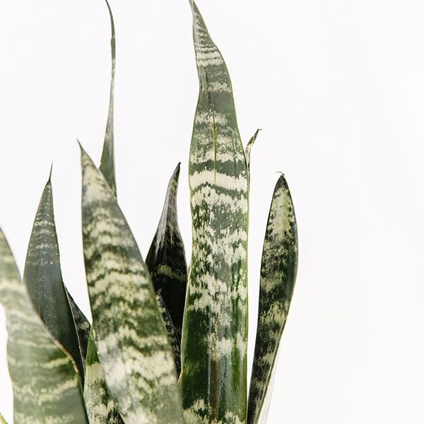snake plant german Snake Plant-Sansevieria 'Zeylanica'