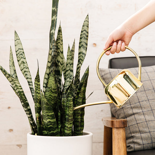 sansevieria snake plant watering Snake Plant-Sansevieria 'Zeylanica'