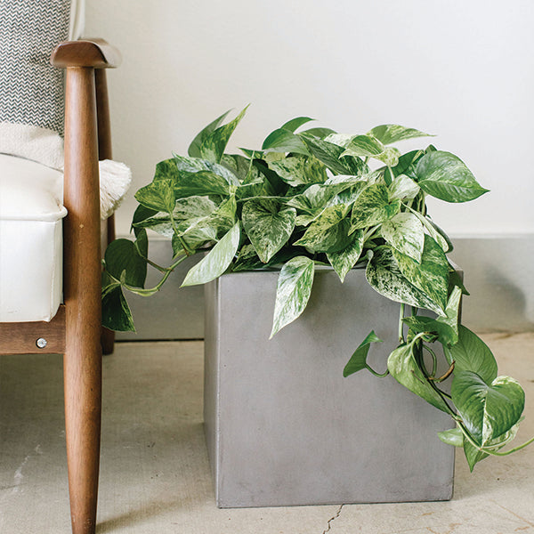 pothos aureum Pothos-Epipremnum aureum 'Marble Queen'