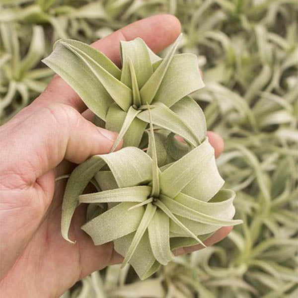 Air Plants- Streptophylla