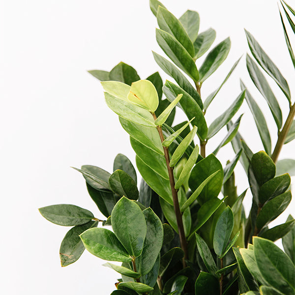 ZZ Plant-Zamioculcas zamifolia