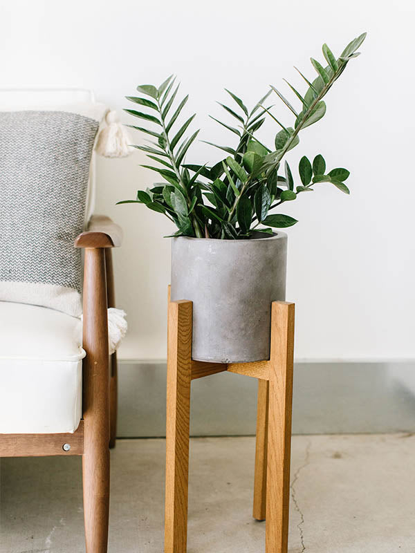 ZZ Plant-Zamioculcas zamifolia - Freckle Farm