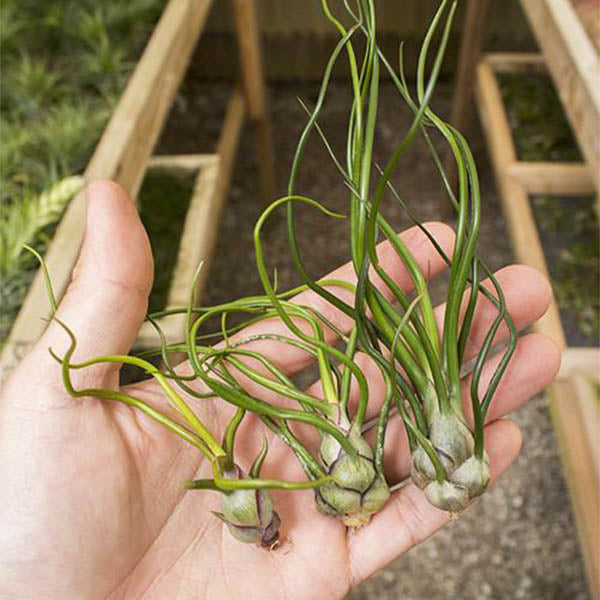 Air Plants- Bulbosa Guatemala