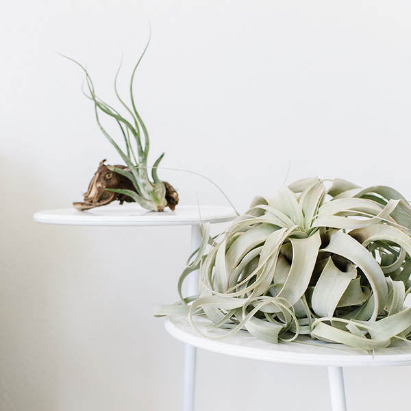 medusa air plant care Air Plants- Caput Medusae