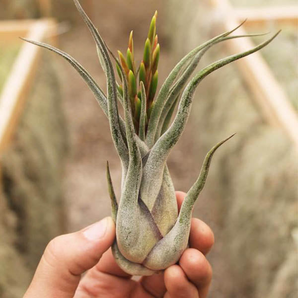 dreamcatcher air plant Air Plants- Caput Medusae