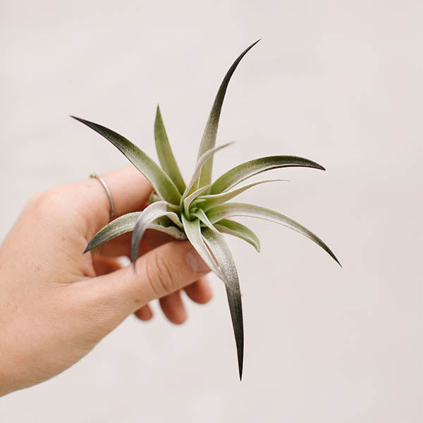 Air Plants-Harrisii