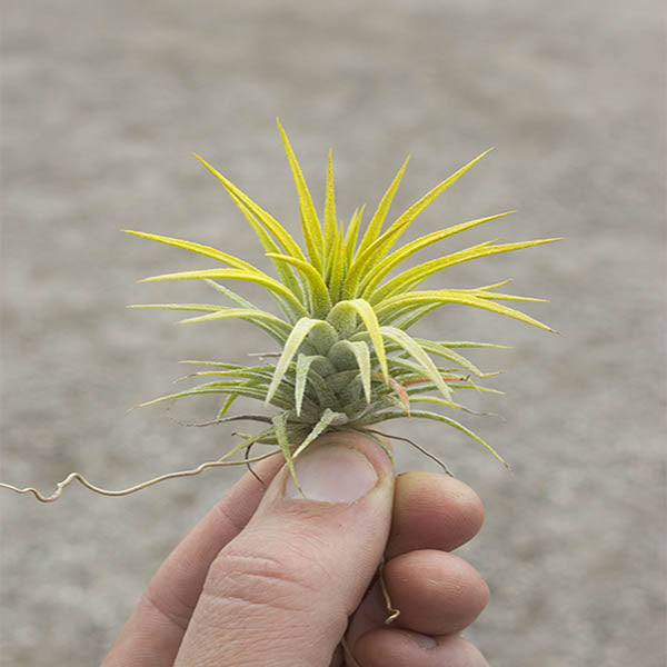easiest air plants to grow Airplants-Ionantha Mex. Yellow