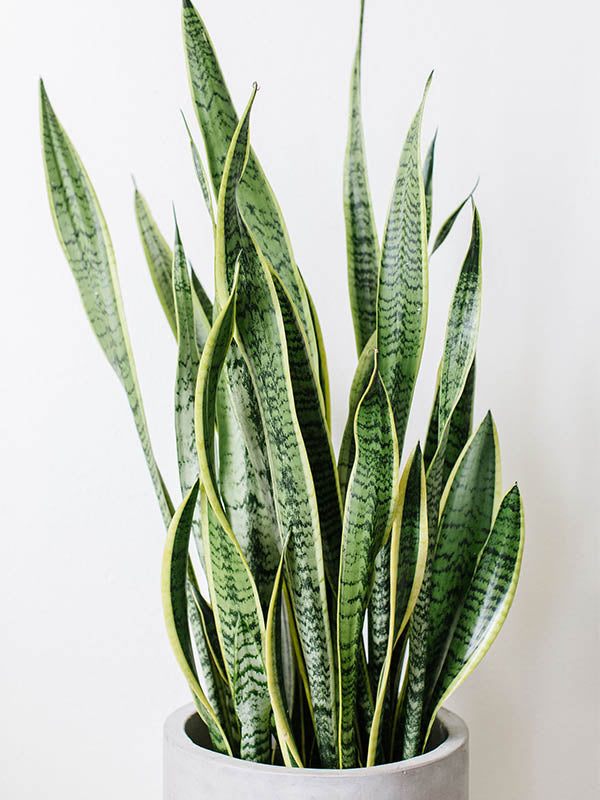 Snake Plant-Sansevieria 'Laurentii'