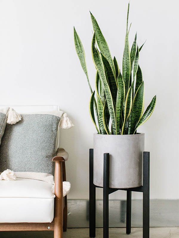 snake plant where to place Snake Plant-Sansevieria 'Laurentii'