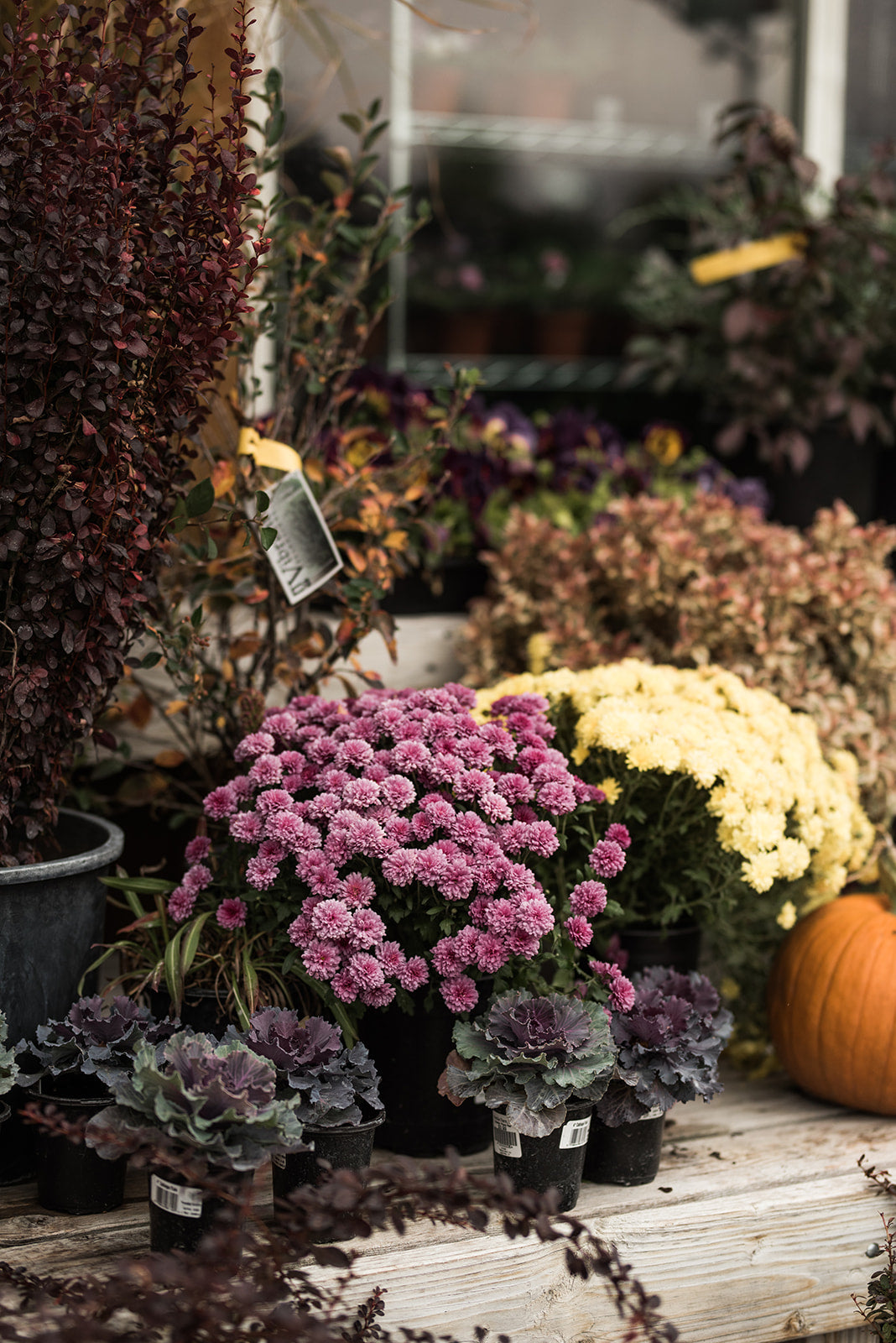 fall flowers