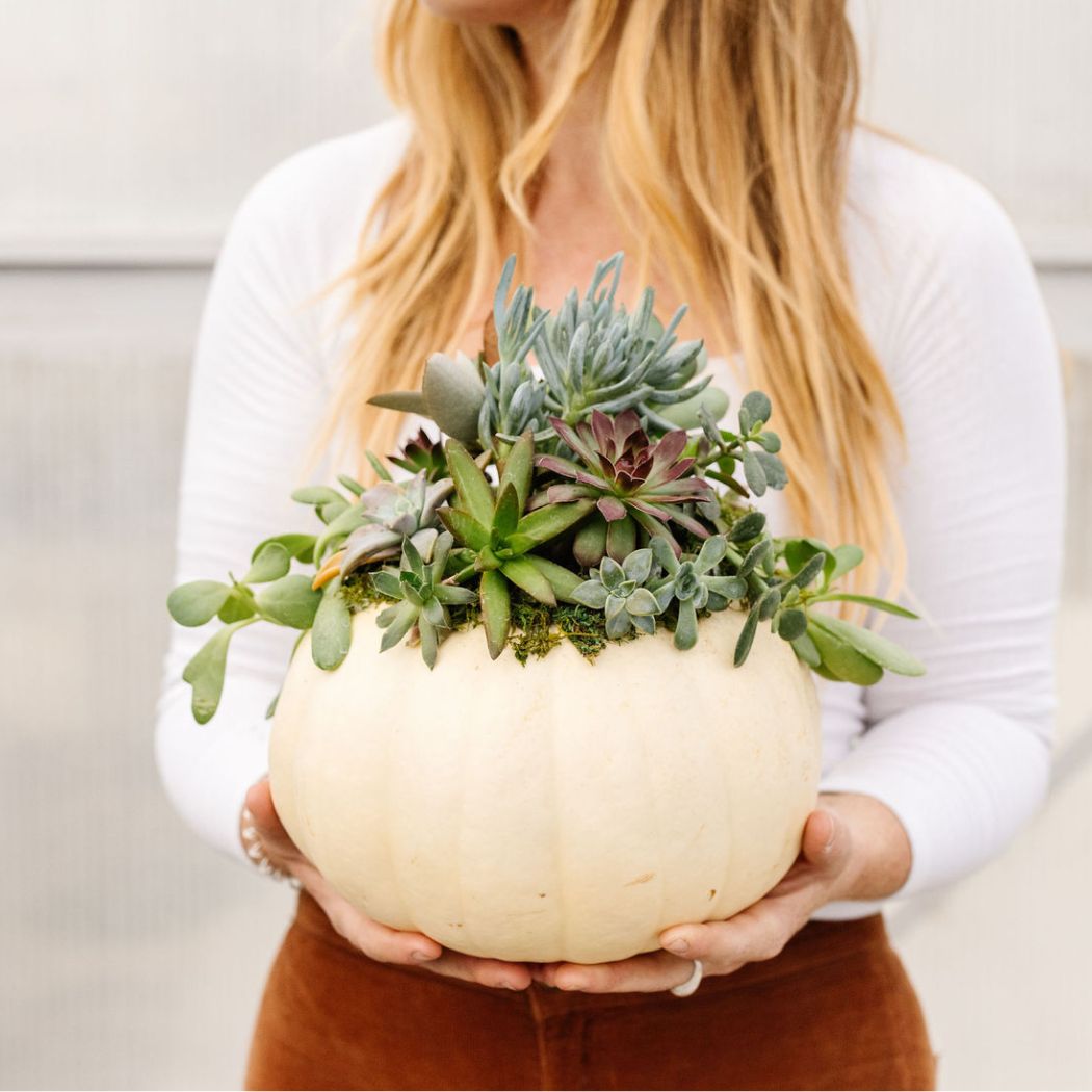 Succulent Pumpkin Workshop- Thursday, October 24th 5:30 PM - 7:30PM