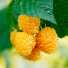 Raspberries-'Anne' Everbearing