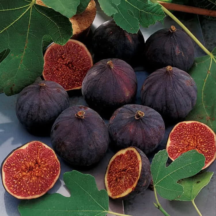 Figs - New for 2024!