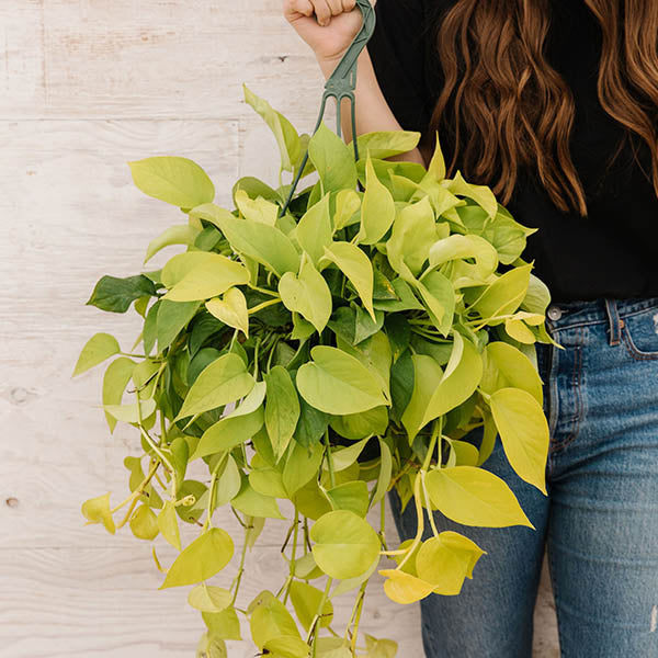 Houseplant Rescue: Troubleshooting 101