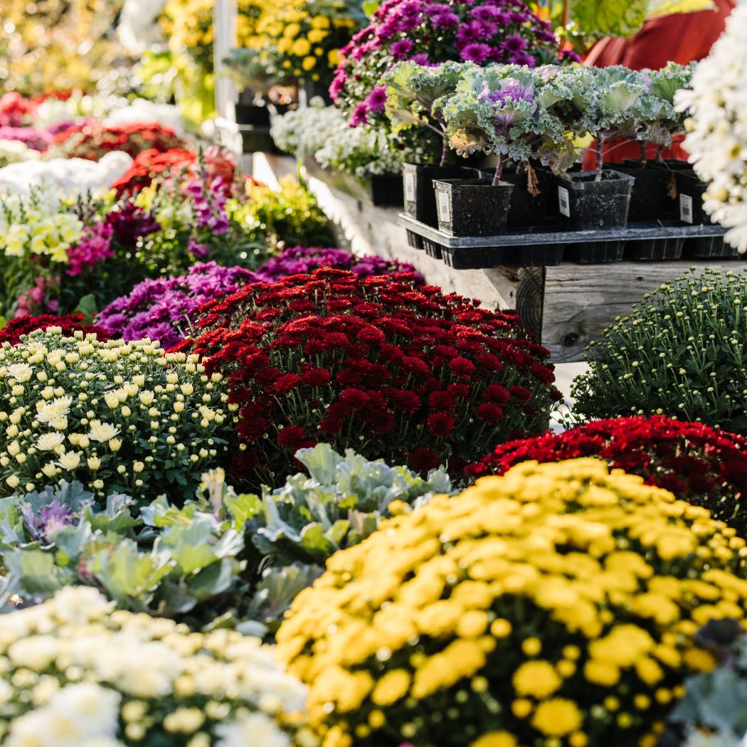 Crazy for Containers: Fall Edition