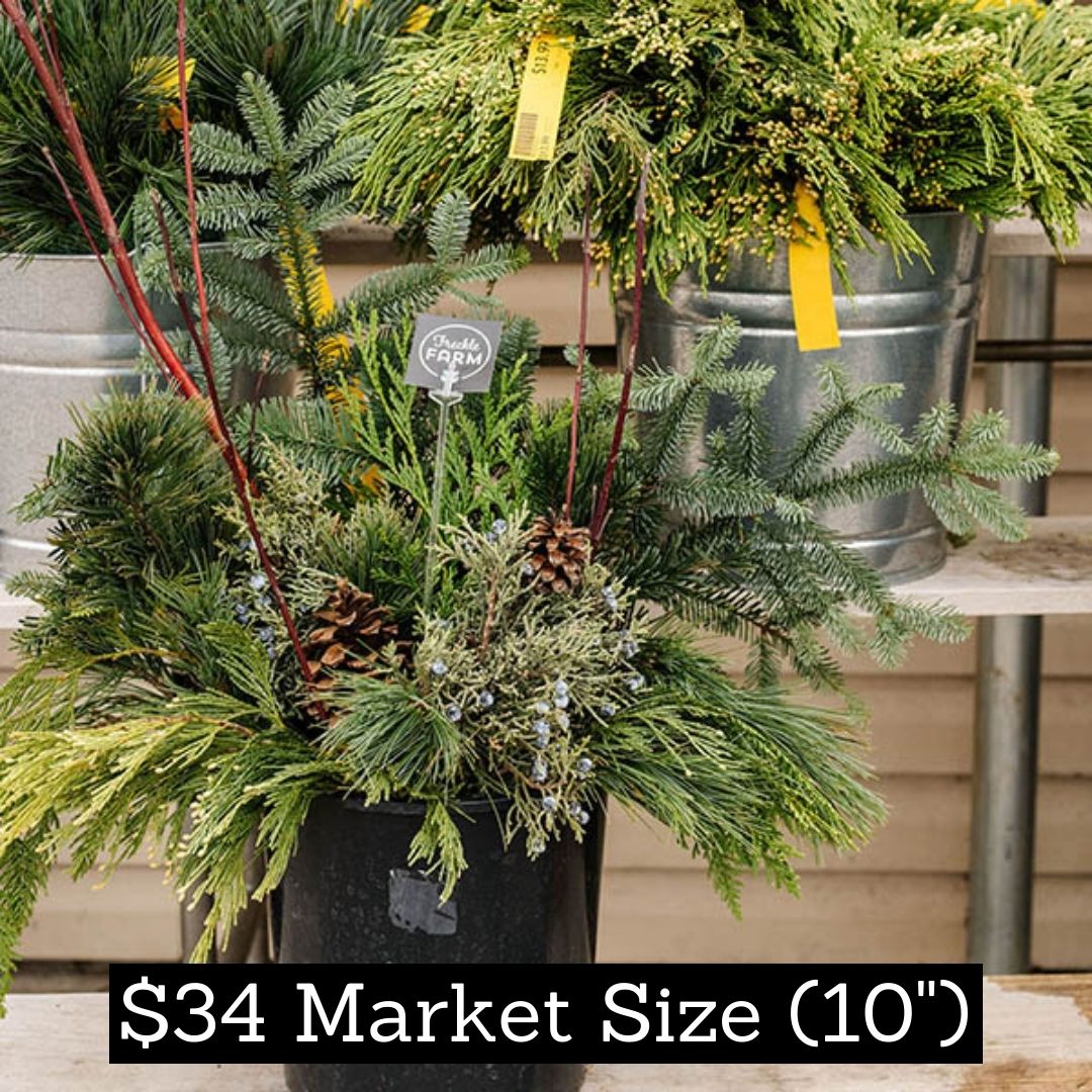 Evergreen Winter Containers