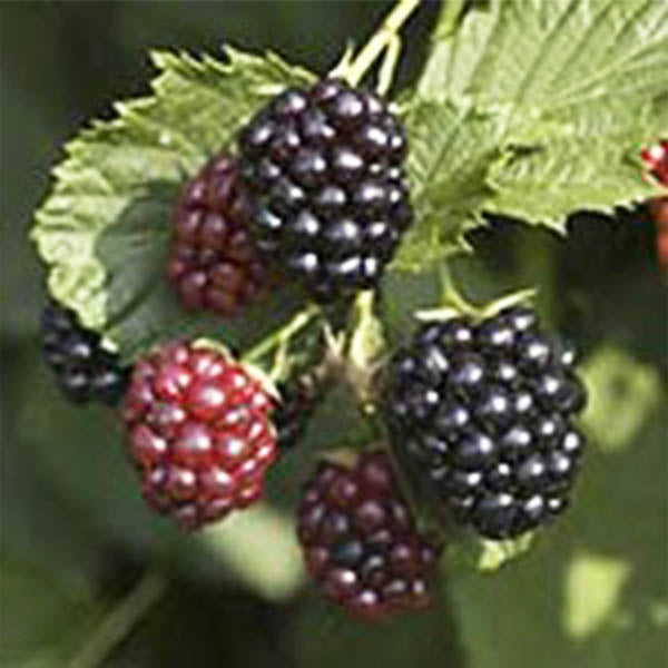 Blackberries-'Triple Crown' Thornless