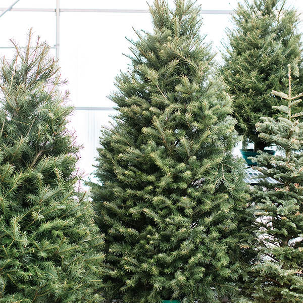 Douglas Fir-Pseudotsuga menziesii