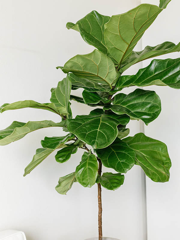 Fiddle Leaf Fig-Ficus lyrata