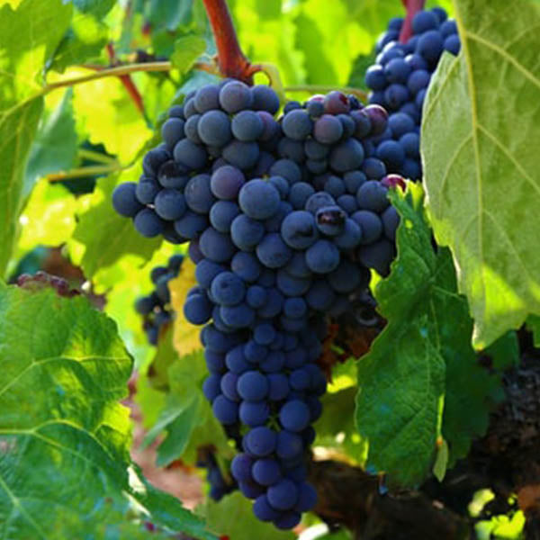 Grapes-'Concord' Seedless