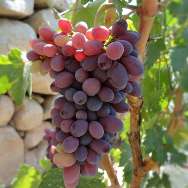 Grapes-'Catawba' Seeded