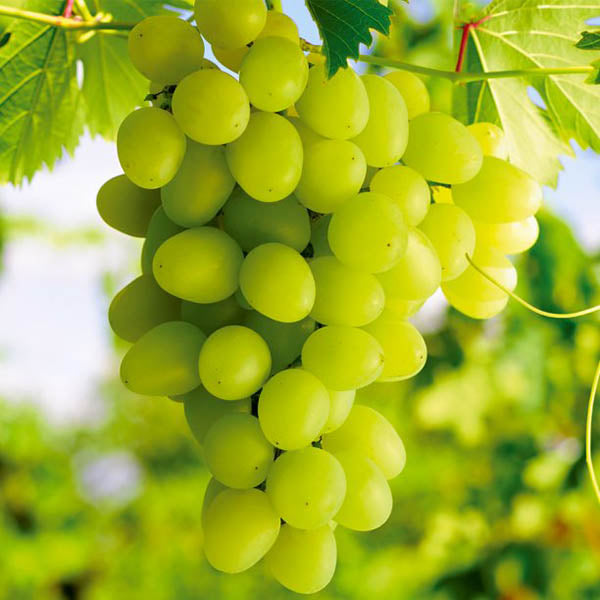 Grapes-'Himrod' Seedless