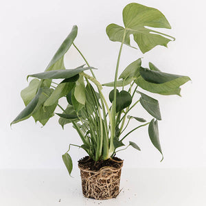 Swiss Cheese Plant-Monstera deliciosa - Freckle Farm
