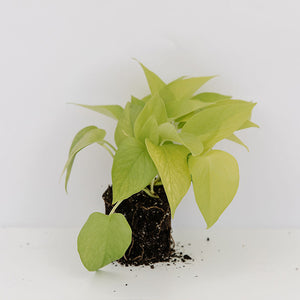 where to buy neon pothos Pothos 'Neon'-Epipremnum aureum