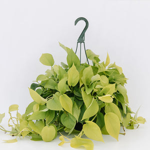 pothos foetidus plant Pothos 'Neon'-Epipremnum aureum
