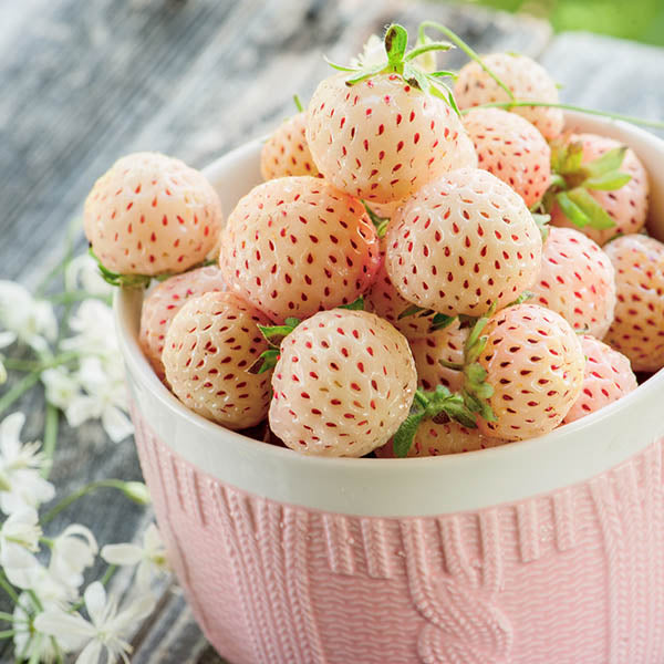 Strawberries-'Pineberry' Everbearing