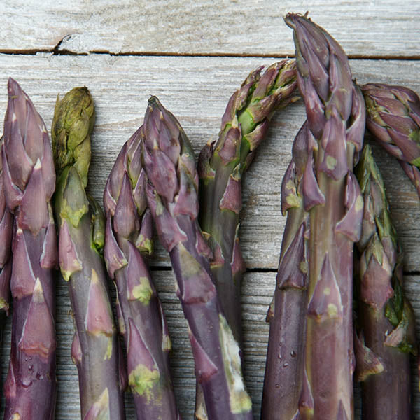 Asparagus-'Purple Passion'