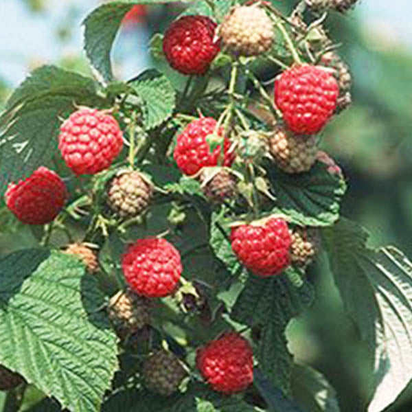 Raspberries-'Joan J' Everbearing