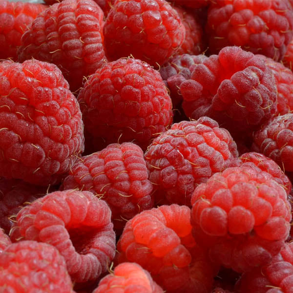 Raspberries-'Encore' Summer Bearing