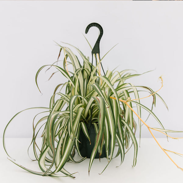 Spider Plant-Chlorophytum comosum