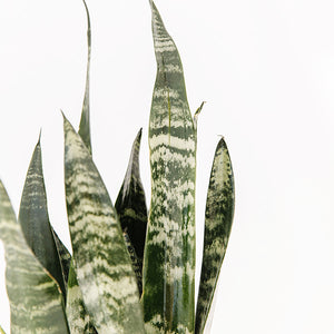 snake plant farm Snake Plant-Sansevieria 'Zeylanica'