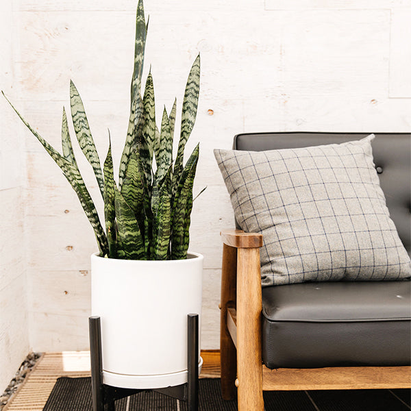 buy zeylanica snake plant Snake Plant-Sansevieria 'Zeylanica'