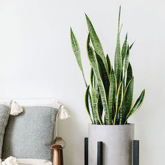 snake plant po polsku Snake Plant-Sansevieria 'Laurentii'