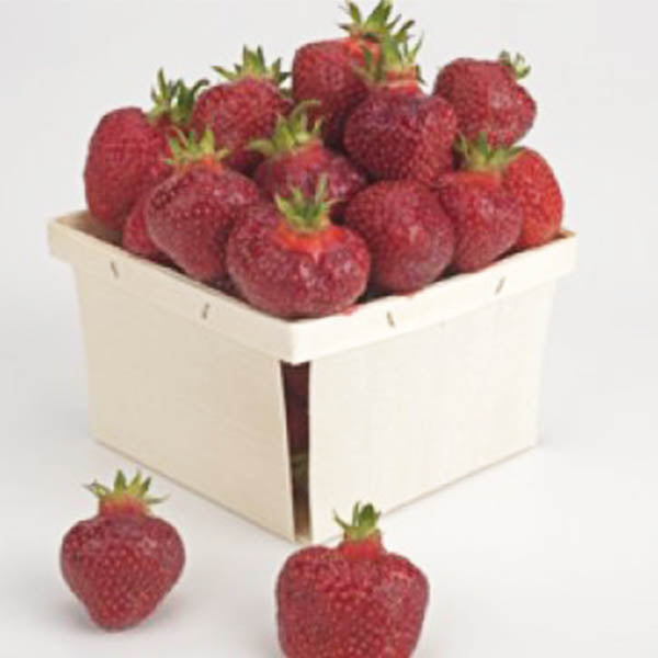 Strawberries-'All Star' June-bearing
